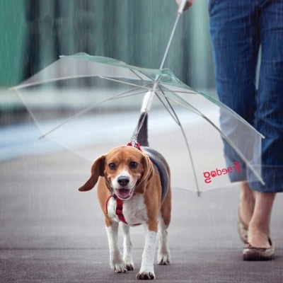 Guia de cão com guarda-chuva transparente e armação metálica