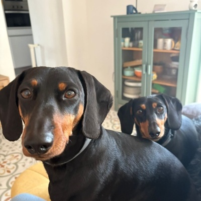 Dois cães teckel pretos e castanhos numa sala com móvel verde e chão de azulejos