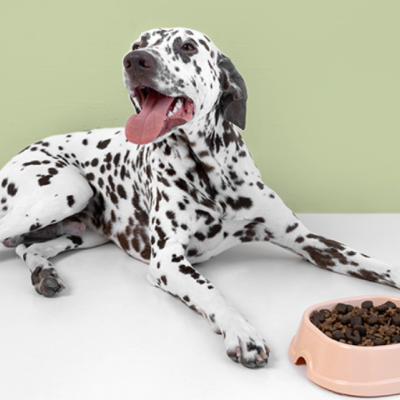 Dálmata junto a uma tigela com ração em pellets.