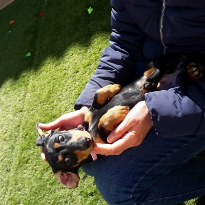 Cão pequeno preto e castanho nas mãos de pessoa com casaco azul e jeans sobre relva verde.