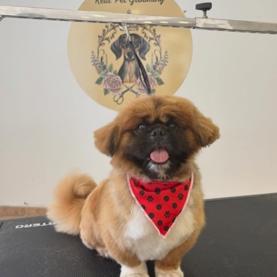 Cão com lenço vermelho em mesa de tosquia