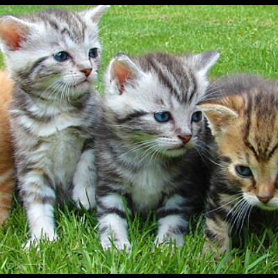 Cinco gatinhos com várias cores e pelagens sentados na relva verde.