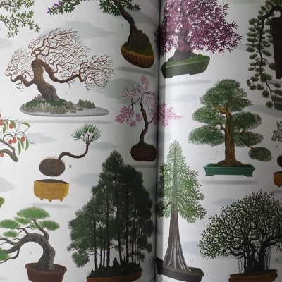 Ilustrações coloridas de árvores de bonsai em vasos sobre fundo branco numa página de livro