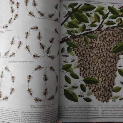 Página de livro com fotografias de insetos e texto em português