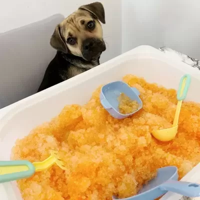 Cão olhando para bacia de gelo triturado alaranjado com utensílios coloridos