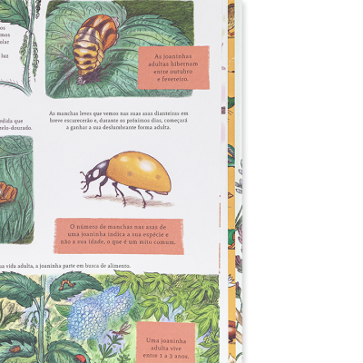 Ilustrações de joaninhas em diferentes fases da vida com texto explicativo em português.