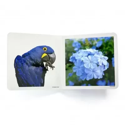 Livro aberto com papagaio azul e flores azuis