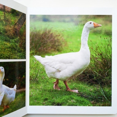 Livro aberto com fotografias de gansos brancos em ambiente natural