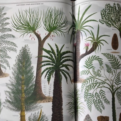 Ilustrações botânicas de árvores e plantas em página de livro