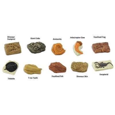 Conjunto de réplicas de fósseis variados com etiquetas em inglês