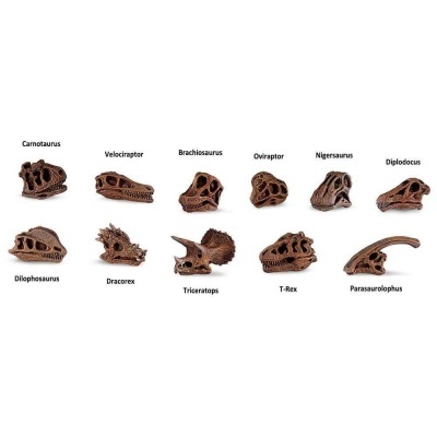 Miniaturas castanhas de crânios de dinossauros com nomes identificados