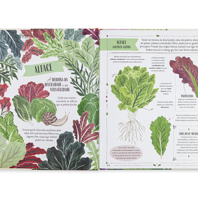 Livro aberto mostrando ilustrações e descrição de vários tipos de alface em cores verde, vermelho e roxo