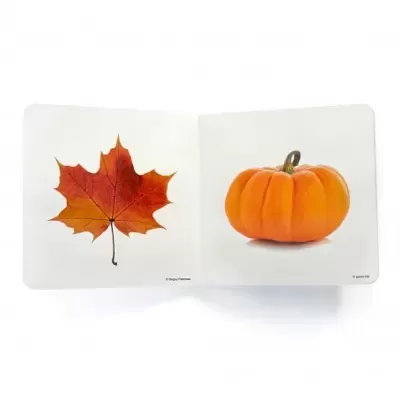 Livro aberto mostrando uma folha de bordo vermelha e uma mini abóbora laranja