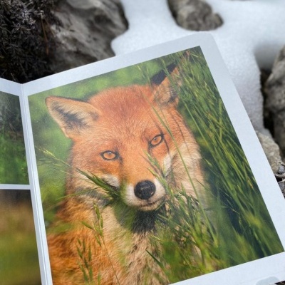 Livro aberto com imagem de um raposo em relva, sobre pedras