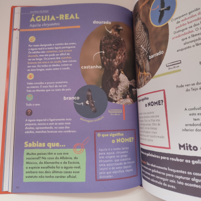Página de livro colorida sobre o Águia-Real com descrição e foto do pássaro
