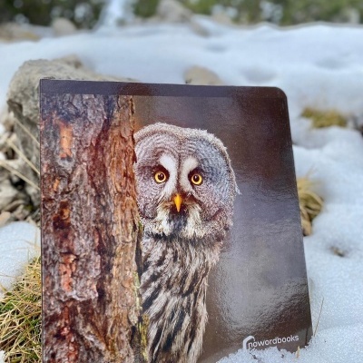 Cartão com imagem de coruja junto a tronco de árvore em neve