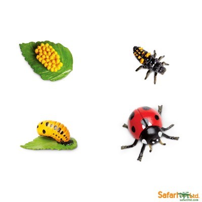 Modelos de insetos em plástico, ovos, larva, pupa e joaninha