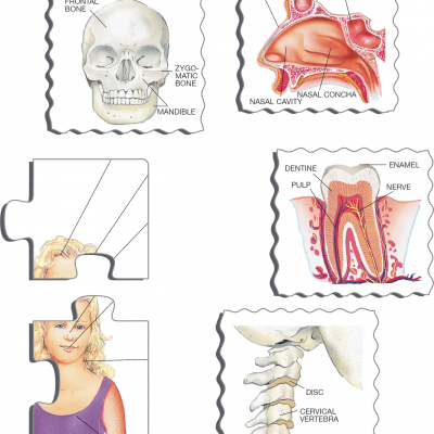 Peças de puzzle com ilustrações anatômicas do corpo humano
