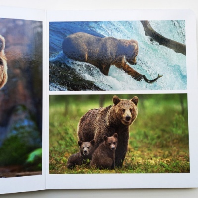Livro aberto com fotografias de ursos em natureza
