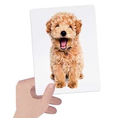 Cartão com imagem de cão castanho claro com pelo encaracolado