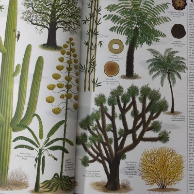Livro aberto com ilustrações de plantas e texto em português