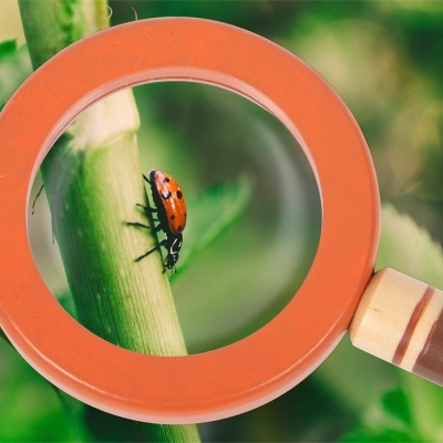 Lupa laranja com alça marrom focando uma joaninha vermelha numa planta verde
