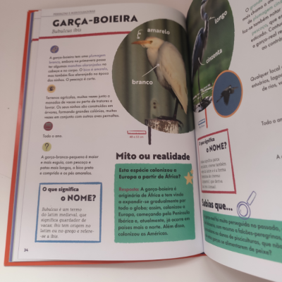 Página de livro infantil com texto e ilustrações sobre a garça-boieira