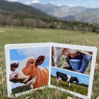 Três fotografias de vacas e ordenha em cartão sobre relva com montanhas ao fundo