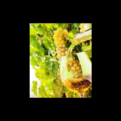 Cacho de uvas brancas e taça com vinho branco a ser servido em videira verde