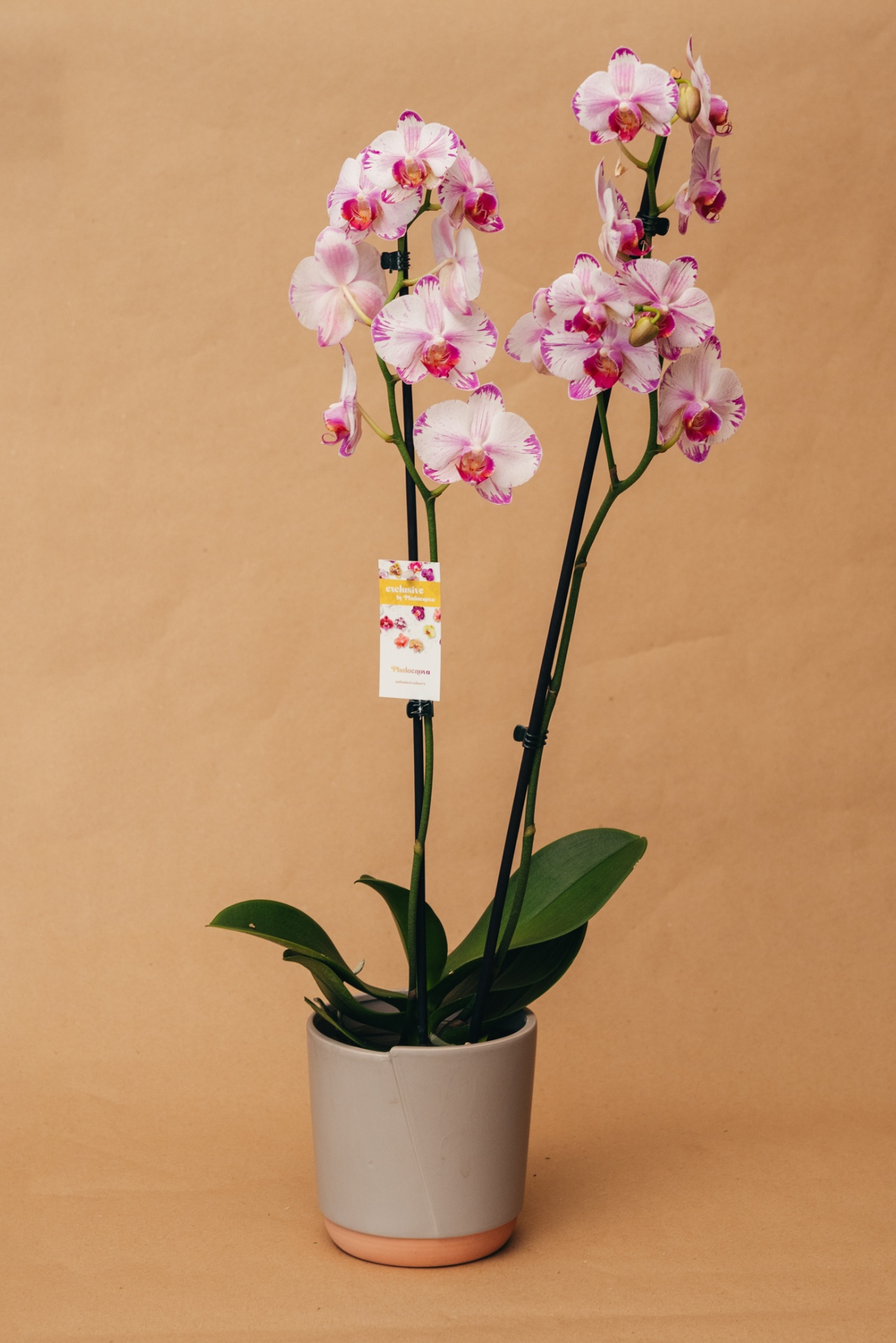 Orquídea branca e rosa em vaso cinza com fundo bege.