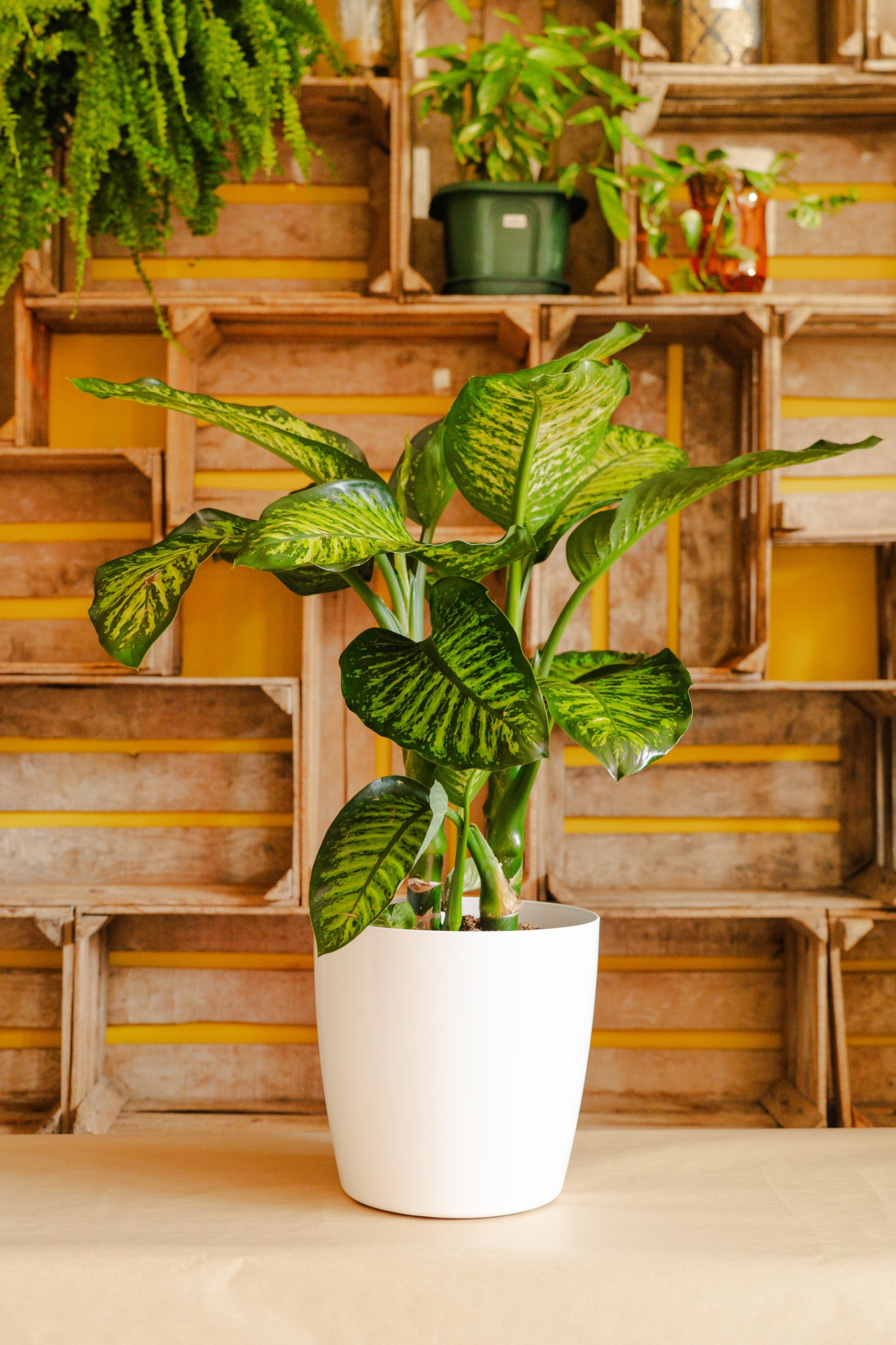 Planta verde variegada em vaso branco sobre mesa com fundo de caixas de madeira