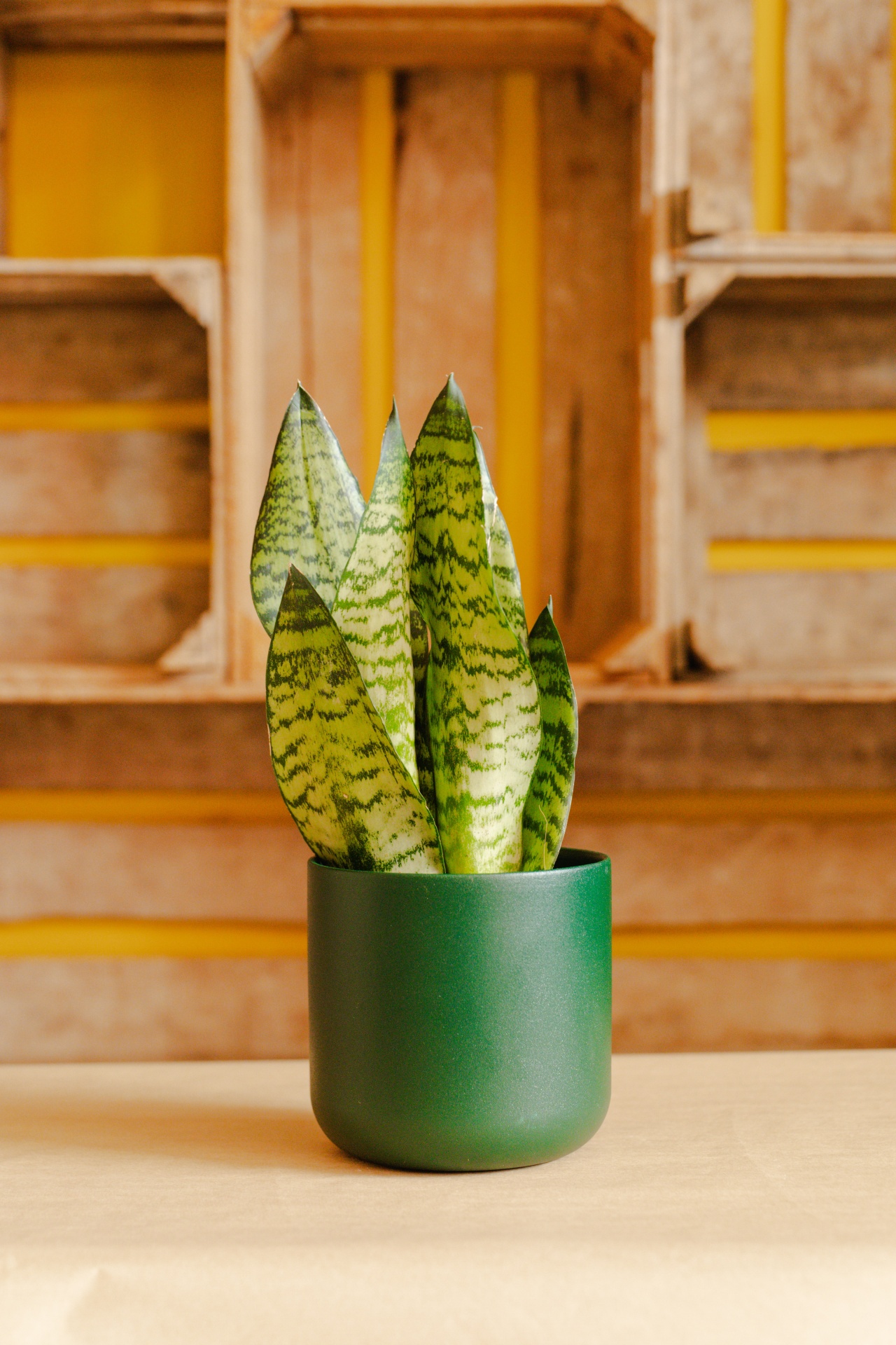 Planta Sansevieria em vaso verde fosco sobre mesa clara com fundo de caixas de madeira e detalhes amarelos