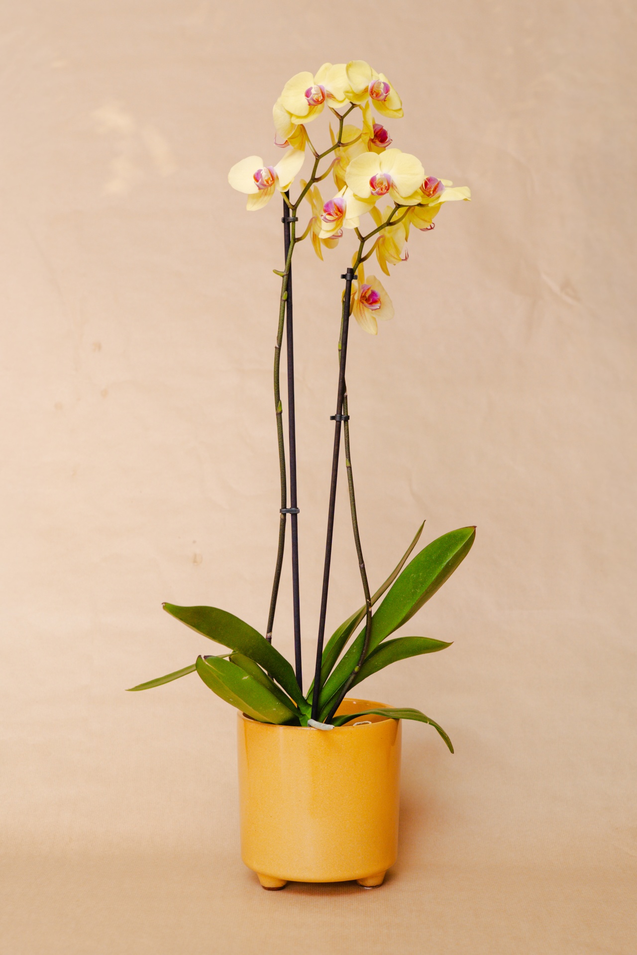 Orquídea amarela com detalhes rosa em vaso cerâmico amarelo com folhas verdes
