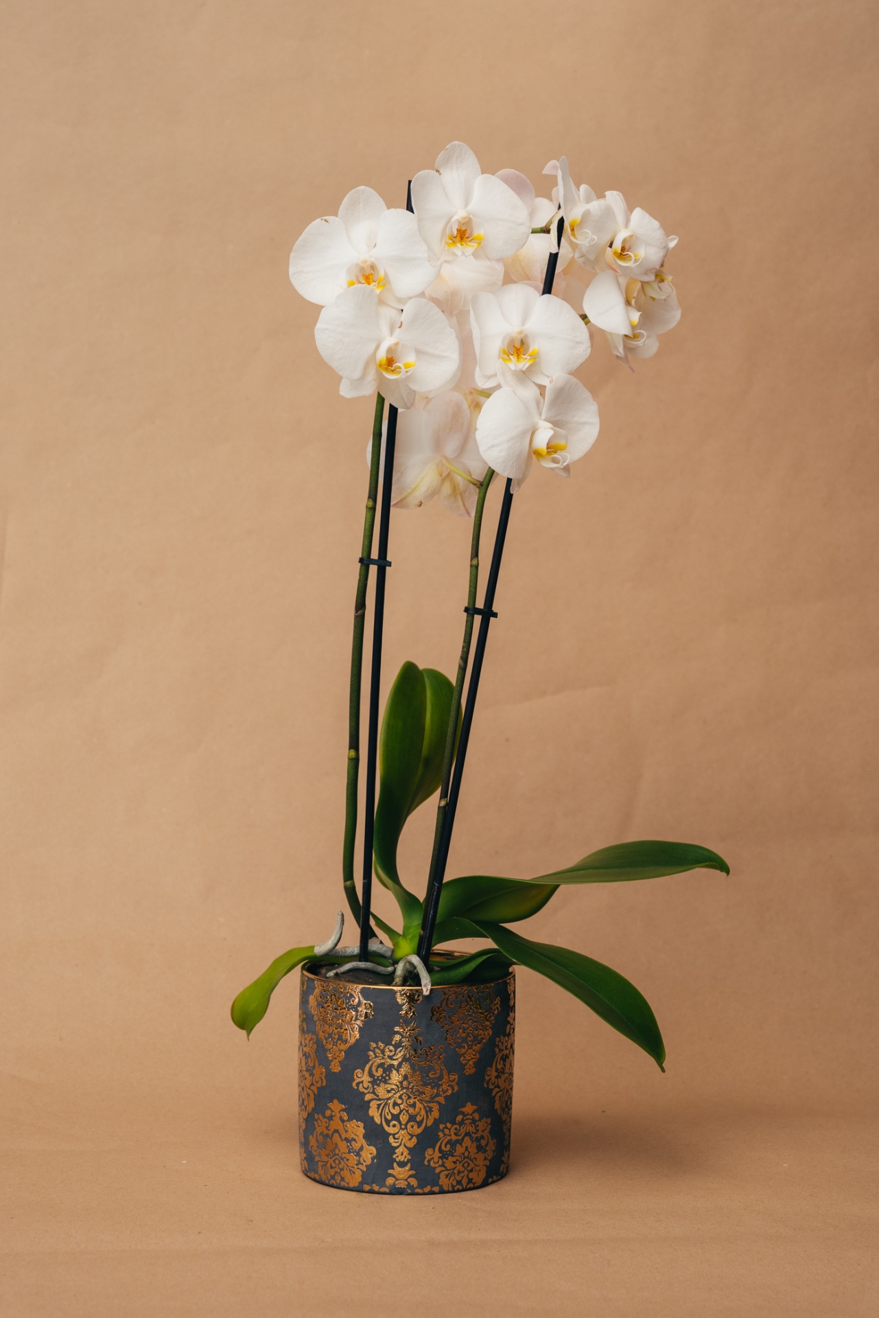 Orquídea branca em vaso azul com padrão dourado