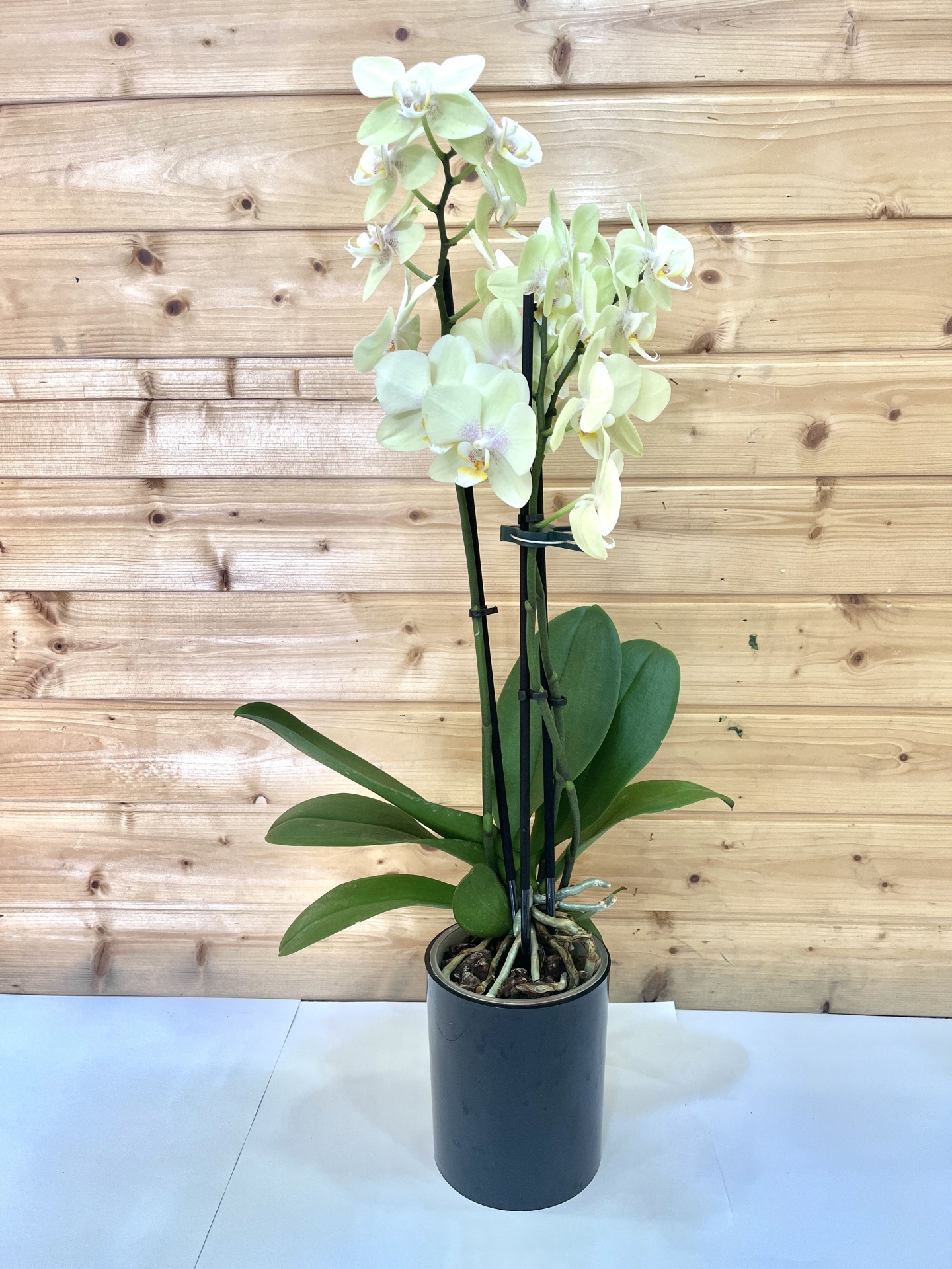 Orquídea branca com vaso preto diante de parede de madeira clara