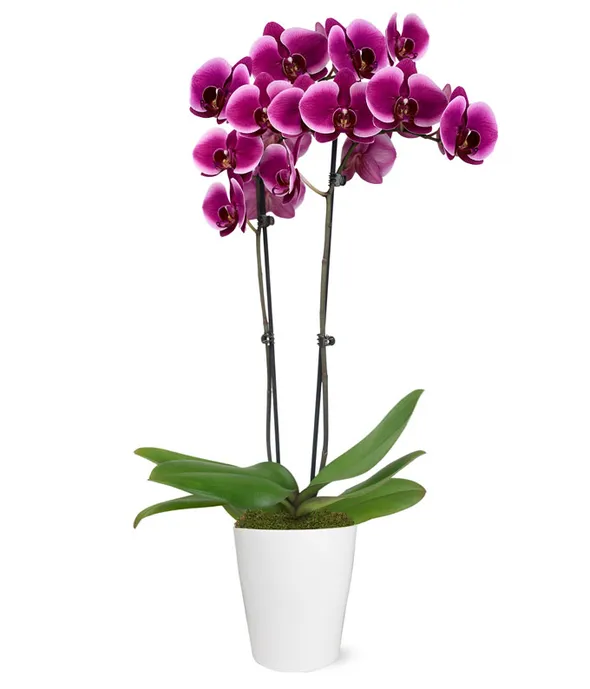 Orquídea artificial em vaso branco com flores roxas e brancas