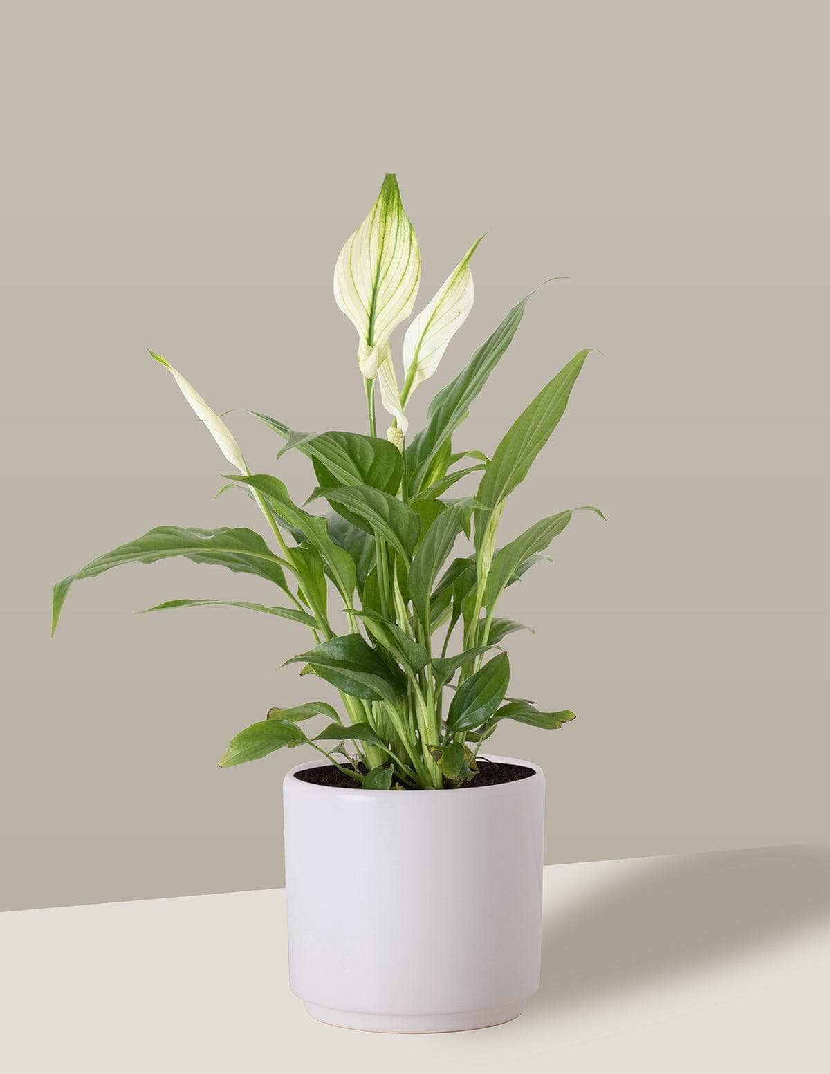 Planta verde com flores brancas em vaso branco num fundo bege