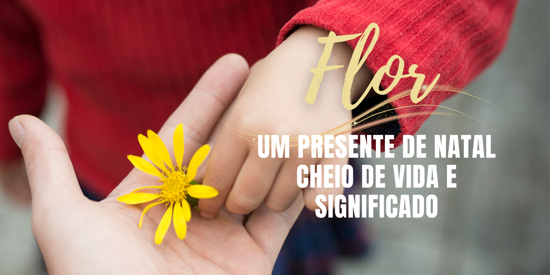 Mãos segurando flor amarela com texto sobreposto em português sobre presente de Natal