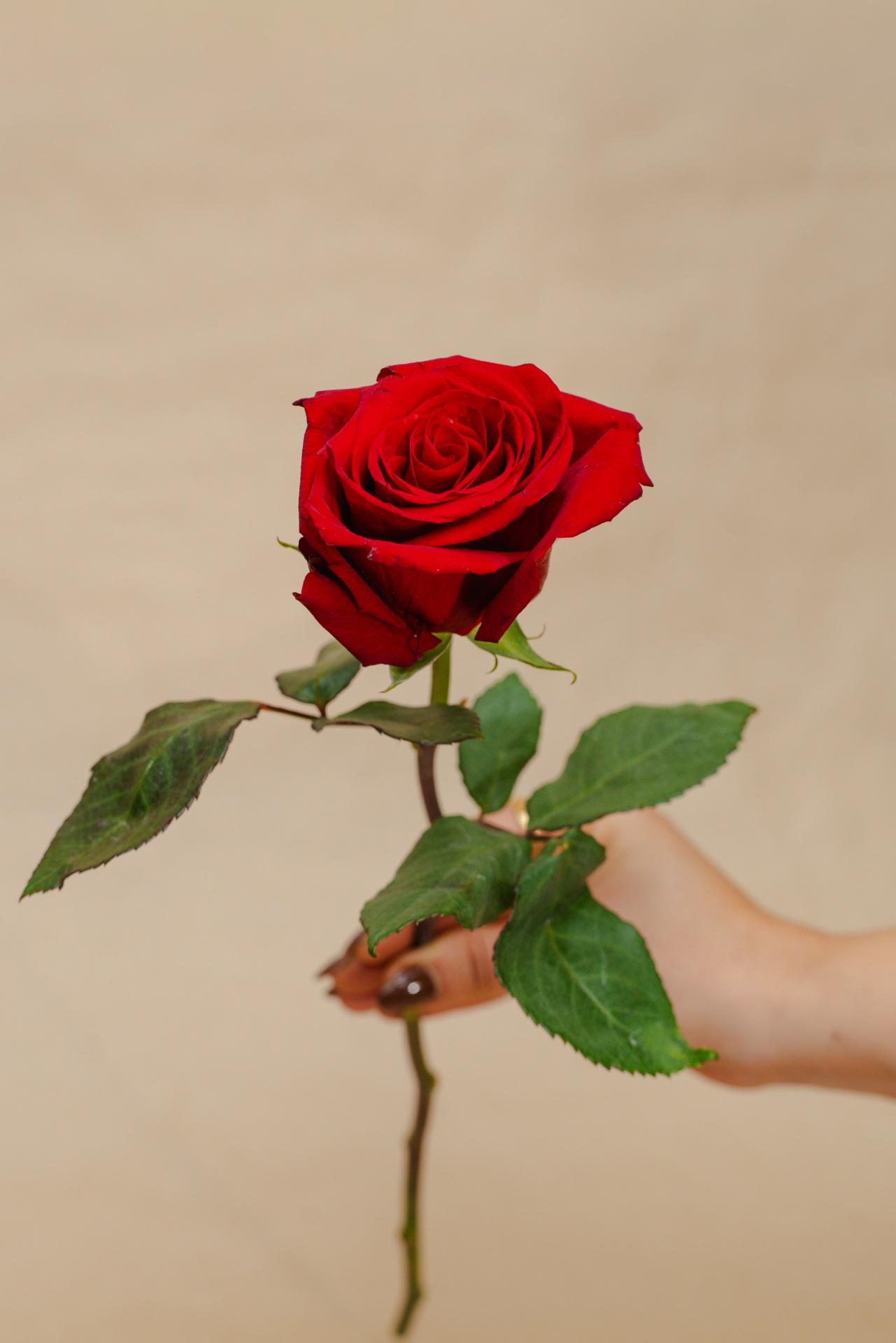 Mão segurando uma rosa vermelha com folhas verdes