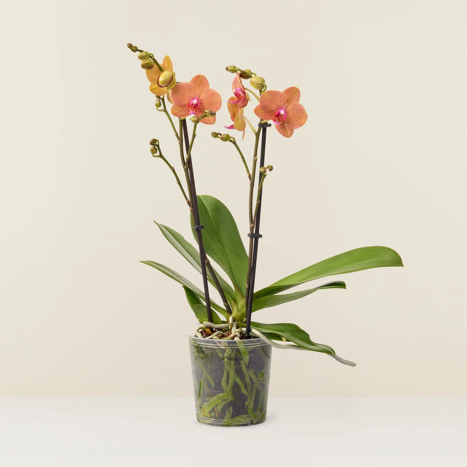 Orquídea cor-de-laranja em vaso transparente com folhas verdes