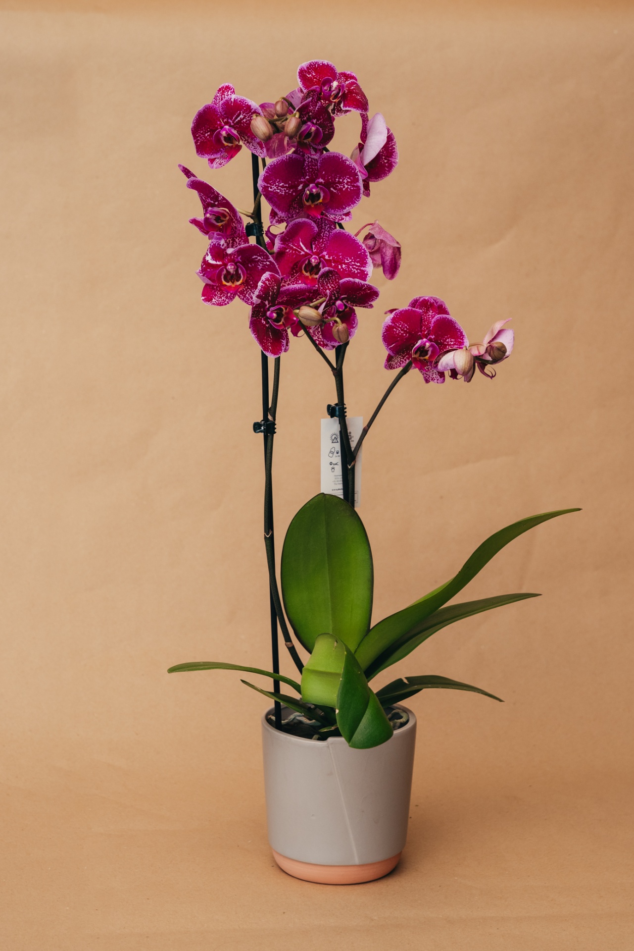 Orquídea roxa em vaso cinzento com base castanha
