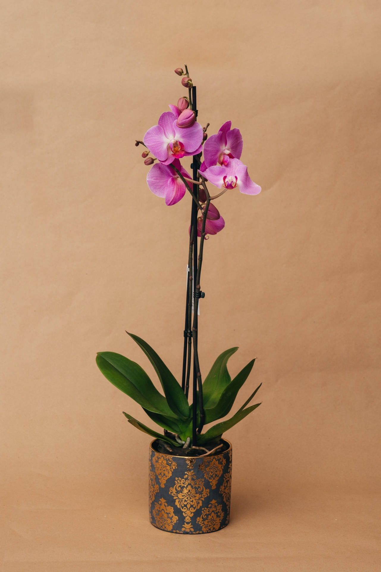 Orquídea rosa num vaso decorativo azul escuro com padrão dourado