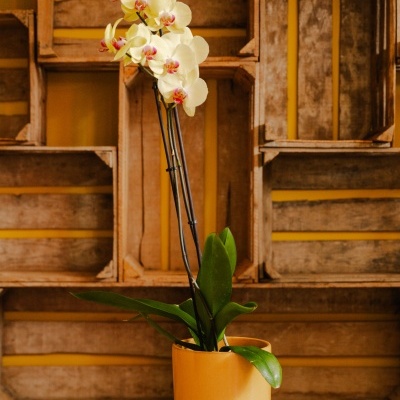 Orqu&#x00ED;dea&#x20;Phalaenopsis&#x20;Amarela