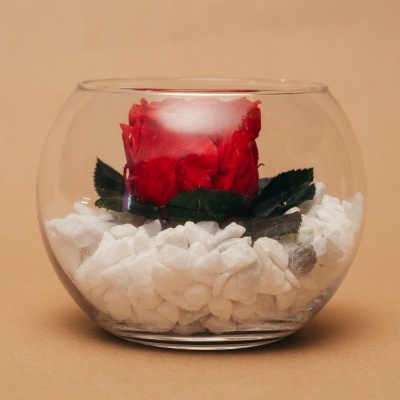 Arranjo&#x20;de&#x20;Rosa&#x20;Preservada&#x20;num&#x20;Aqu&#x00E1;rio&#x20;de&#x20;Vidro