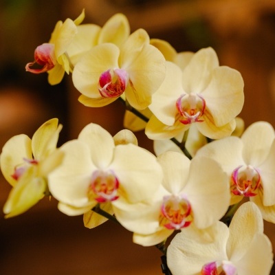 Orqu&#x00ED;dea&#x20;Phalaenopsis&#x20;Amarela