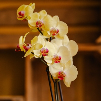 Orqu&#x00ED;dea&#x20;Phalaenopsis&#x20;Amarela