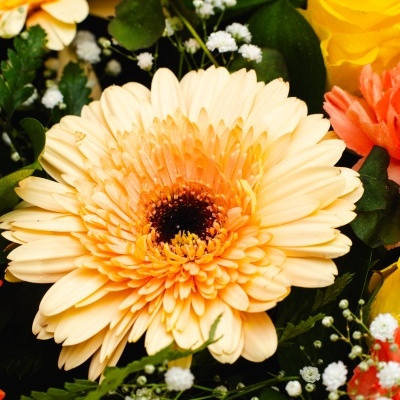 Palma&#x20;F&#x00FA;nebre