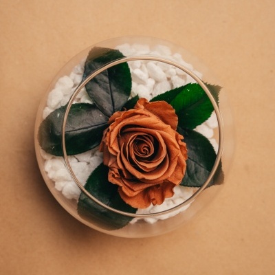 Arranjo&#x20;de&#x20;Rosa&#x20;Preservada&#x20;num&#x20;Aqu&#x00E1;rio&#x20;de&#x20;Vidro