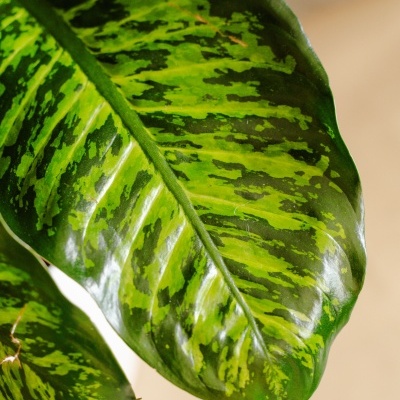 Comigo-Ningu&#x00E9;m-Pode&#x20;Aningapara&#x20;&#x28;Dieffenbachia&#x20;Seguine&#x20;V20&#x29;