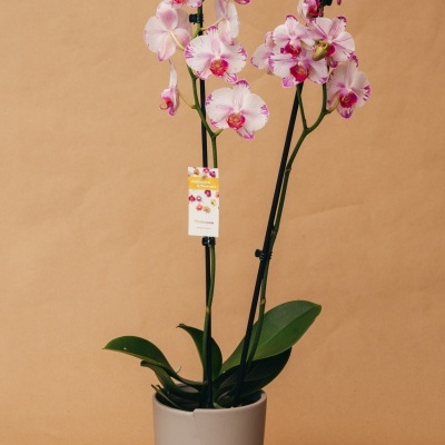 Orquídea branca e rosa em vaso cinza com fundo bege.